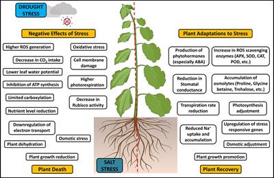 Recent advances in PGPR-mediated resilience toward interactive effects of drought and salt stress in plants